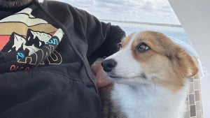 Illustration : « C'était la panique absolue » : un Corgi tombe d'un bateau, sa famille le recherche sans relâche jusqu'à l'arrivée d'une bonne nouvelle