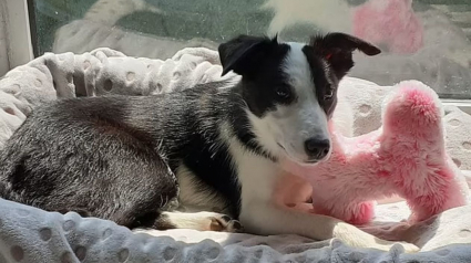 Illustration : L'histoire insolite d'un Border Collie qui se perd lors d'une promenade et prend le bus pour rentrer chez lui !