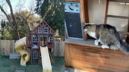 Illustration : Un couple transforme la cabane de jeux de leurs enfants et en fait un enclos génial pour leur chat