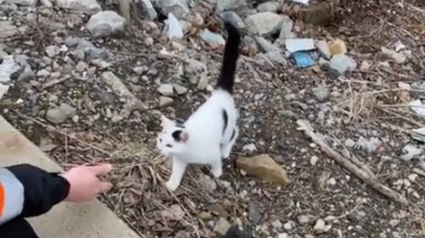 Illustration : Un chaton errant interpelle les employés d'une société de bus. Ils lui trouvent un nom et une famille !