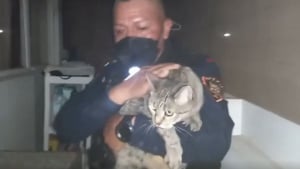 Illustration : La vidéo impressionnante du sauvetage d'un chat par un policier dans le bureau du maire de la ville