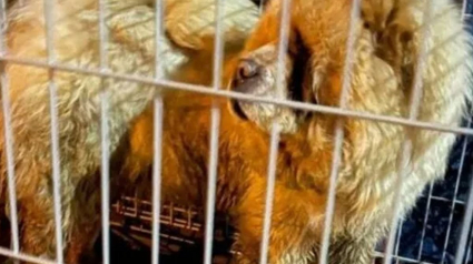 Illustration : Un Chow Chow abandonné dans une cage et couvert de vomi fait une rencontre providentielle