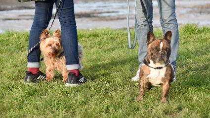 Illustration : 10 faux pas commis par les propriétaires de chiens en promenade pointés du doigt par des vétérinaires