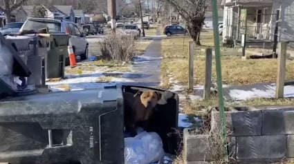 Illustration : Un chien errant qui a élu domicile dans une poubelle chemine vers une vie meilleure grâce à une association (vidéo)