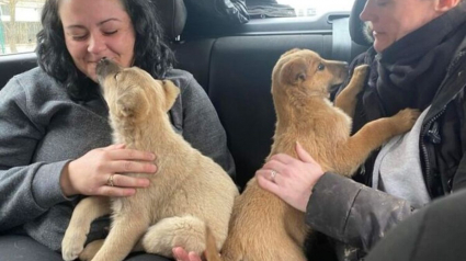 Illustration : 2 chiots âgés de 3 mois ne peuvent contenir leur excitation après avoir été secourus sur le bord de la route (vidéo)