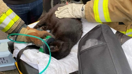 Illustration : Des pompiers luttent contre un incendie et découvre avec stupeur plus de 100 chats détenus à l'intérieur de la maison