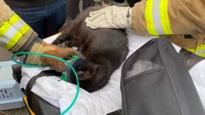 Illustration : Des pompiers luttent contre un incendie et découvre avec stupeur plus de 100 chats détenus à l'intérieur de la maison