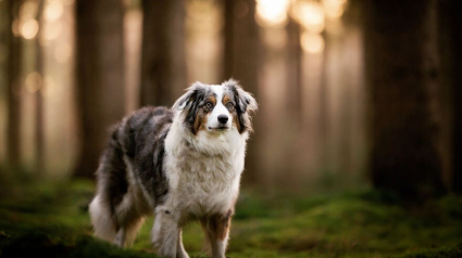 Illustration : 15 portraits de chiens sublimés par la lumière et les couleurs féériques de l’heure dorée