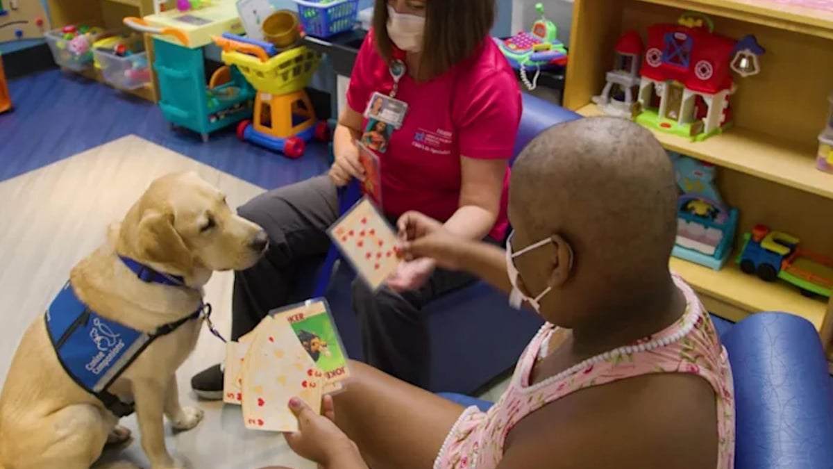 Illustration : "Un Labrador capable de comprendre 40 commandes a été embauché comme chien de soutien dans un hôpital pour enfants (vidéo)"