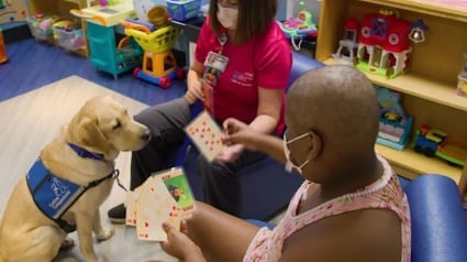 Illustration : Un Labrador capable de comprendre 40 commandes a été embauché comme chien de soutien dans un hôpital pour enfants (vidéo)