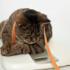 Illustration : La gestion du poids idéal chez le chat