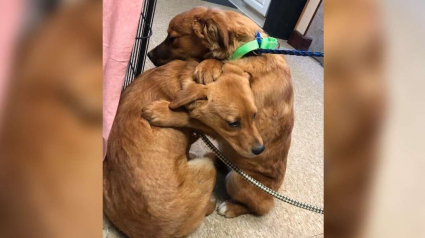 Illustration : Un chiot réconforte sa soeur avec un câlin après avoir été sauvé de terribles conditions de vie