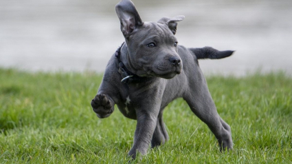 Illustration : 6 bons réflexes à avoir pour gérer et prévenir les périodes d’activité aléatoire frénétique chez le chien