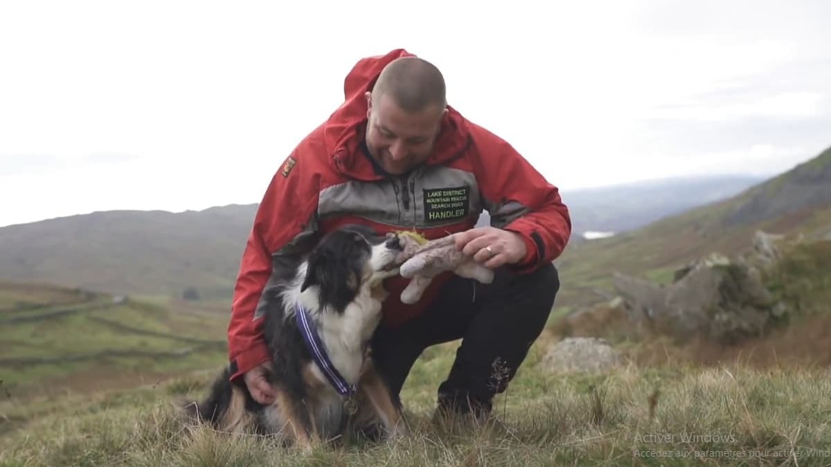 Illustration : "Le plus vieux chien de sauvetage en montagne va recevoir une médaille après 11 ans de carrière au Royaume-Uni"