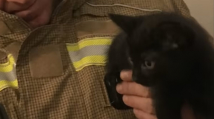 Illustration : Le jour du déménagement, un chaton reste coincé dans le mur de sa nouvelle maison et nécessite l'intervention des pompiers