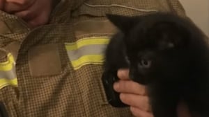 Illustration : Le jour du déménagement, un chaton reste coincé dans le mur de sa nouvelle maison et nécessite l'intervention des pompiers