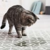 Illustration : Comprendre le marquage urinaire du chat et y remédier