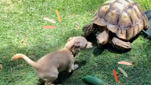 Illustration : Un chien joyeux et énergique se prend d'affection pour une tortue, avec laquelle il veut toujours s'amuser ! (Vidéo)