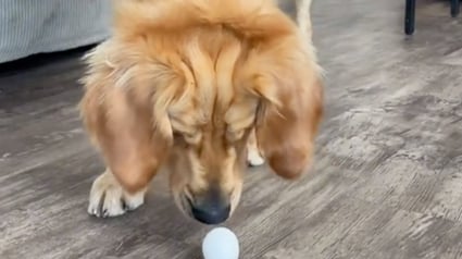 Illustration : Le quart d'heure de folie d'un Golden Retriever captivé par un œuf ! (Vidéo)