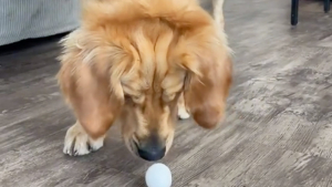 Illustration : Le quart d'heure de folie d'un Golden Retriever captivé par un œuf ! (Vidéo)