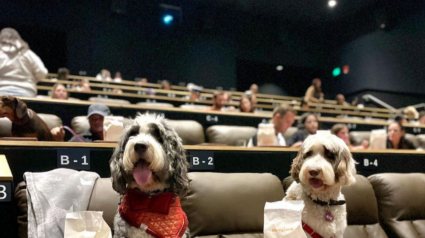 Illustration : 16 photos de chiens cinéphiles heureux de regarder un film avec leur propriétaire 