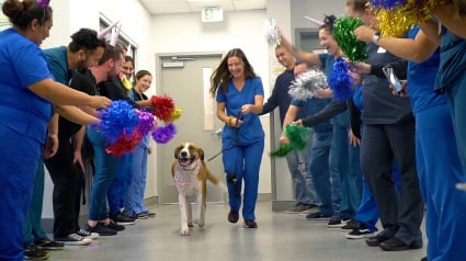 Illustration : Une équipe vétérinaire organise une fête pour célébrer la victoire d'un chien contre le cancer (vidéo)