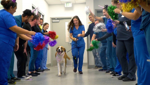 Illustration : Une équipe vétérinaire organise une fête pour célébrer la victoire d'un chien contre le cancer (vidéo)