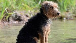 Illustration : Une sexagénaire risque sa vie dans un lac gelé pour sauver son chien de la noyade