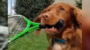 Illustration : Ce chien talentueux joue au tennis avec sa propriétaire et possède même sa propre raquette !