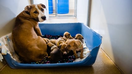 Illustration : Sauvés de piètres conditions de vie, cette chienne très maigre et ses 7 chiots essaient d'oublier leur passé douloureux