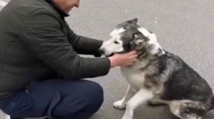 Illustration : Ukraine : un chiot Husky survit aux atrocités de Boutcha et vit des retrouvailles poignantes avec son propriétaire (vidéo)