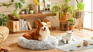 Illustration : Feandrea : des accessoires pour chien et chat pratiques, durables et esthétiques