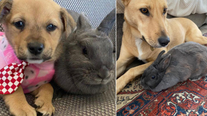 Illustration : Découvrez l'émouvante amitié entre un chien et un lapin qui ont grandi ensemble (vidéo)