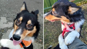 Illustration : Un Border Collie retrouvé terrorisé par les humains et enfermé dans un hangar ne peut plus s'empêcher de faire des câlins