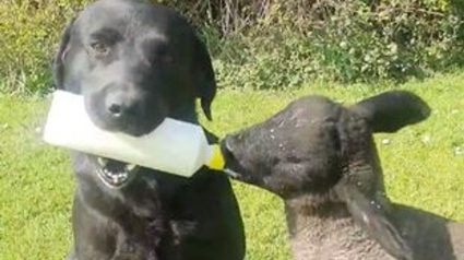 Illustration : Le soutien adorable d'un chien de ferme qui nourrit un agneau orphelin au biberon