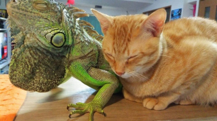 Illustration : Un chat se sert des écailles de son ami iguane pour se gratter (vidéo)