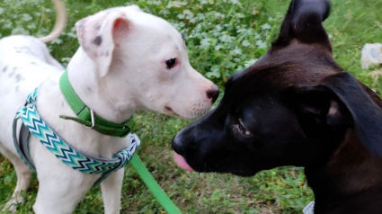 Illustration : Un chiot solitaire né avec des pattes tordues démarre une amitié émouvante avec un chien sourd