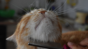 Illustration : 10 races de chats qui perdent peu leurs poils