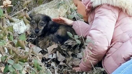 Illustration : Ce chien rachitique et malade attendait la mort dans un tas de feuilles, jusqu'à l'arrivée d'une sauveteuse (vidéo)