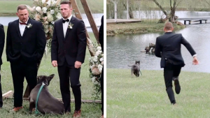 Illustration : Le comportement inattendu de ce chien lors d'une séance photo crée un souvenir de mariage drôle et inoubliable ! (Vidéo)