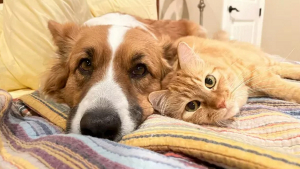 Illustration : 17 photos reflétant la joie de vivre avec des chiens et des chats