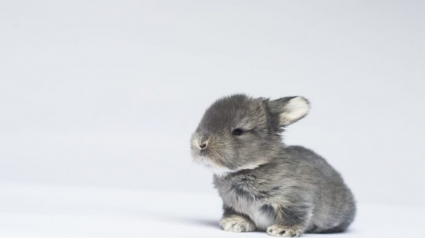 Illustration : Ces 20 photos de lapins irrésistiblement mignons rendront ce jour encore plus joyeux !