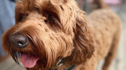 Illustration : Un Labradoodle frôle 2 fois la mort après avoir avalé les poils métalliques d'une brosse pour barbecue