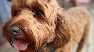 Illustration : Un Labradoodle frôle 2 fois la mort après avoir avalé les poils métalliques d'une brosse pour barbecue