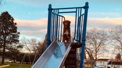 Illustration : 14 chiens qui s'éclatent dans les toboggans au parc