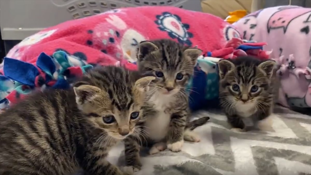 Illustration : "Une personne entend des cris près d'une poubelle et découvre 3 chatons ligotés dans un sac ! (Vidéo)"