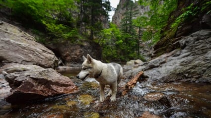 Illustration : 20 photos de Huskys qui devraient faire plaisir aux amoureux de la race