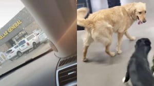 Illustration : Préoccupée par la disparition de ses chiens, elle éclate de rire en les retrouvant au rayon jouets d'un magasin (vidéo)