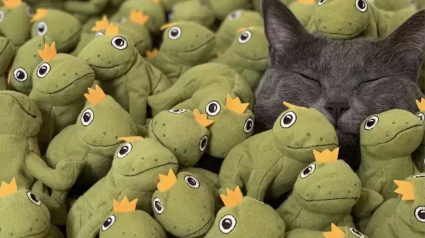 Illustration : Fou amoureux de sa grenouille en peluche, ce chat en possède aujourd'hui toute une collection