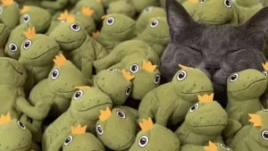 Illustration : "Fou amoureux de sa grenouille en peluche, ce chat en possède aujourd'hui toute une collection"